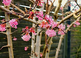 forårsgren,花卉,支