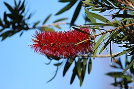 calliandra haematocephala,花,红色
