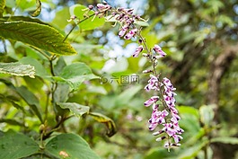 鮮花,紫色的花朵,自然