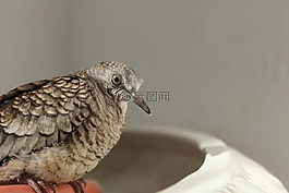 麻雀,鳥,動物