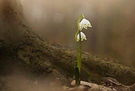 春天的雪花,花,性質(zhì)