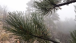 霜,冬天,松