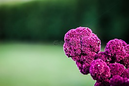 花,性質(zhì),粉紅色紫色
