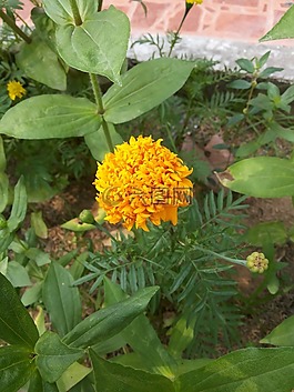 萬壽菊,花,性質(zhì)