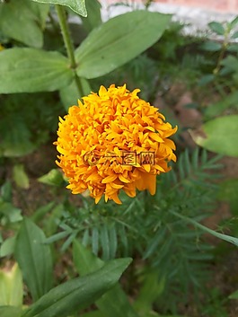 標(biāo)簽軸承?達(dá),花,當(dāng)然提出用逗號(hào)