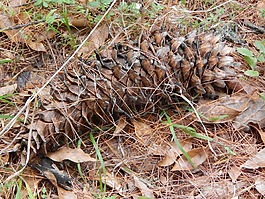 菠蘿,松,森林