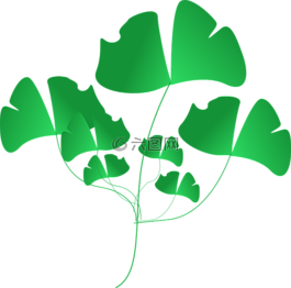植物,綠色,葉子