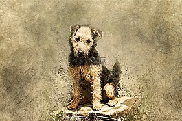狗,動(dòng)物,小獵犬