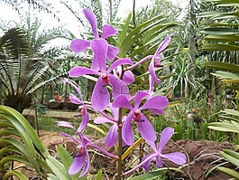 蘭花,花,性質(zhì)