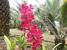 蘭花,花,性質(zhì)