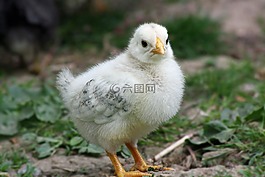 小雞,復活節(jié),雞