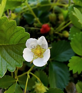 草莓,花,性质
