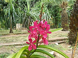 蘭花,花,性質(zhì)