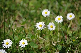 鮮花,草地,雛菊