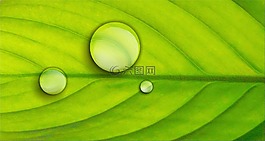 葉,綠色,植物