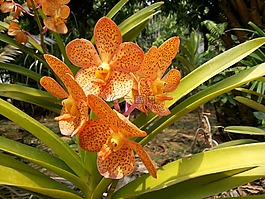 蘭花,花,性質(zhì)