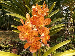 蘭花,花,性質(zhì)