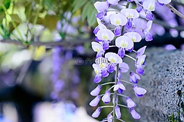 春天,鮮花,春天的花朵