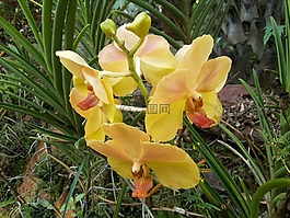 蘭花,花,性質(zhì)