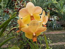 蘭花,花,性質(zhì)