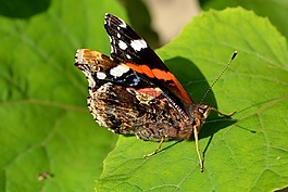 蝴蝶,著色,葉