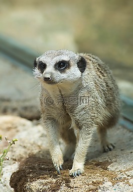 獴,動(dòng)物園,動(dòng)物