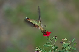 蜂鳥,喂養(yǎng),花