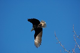 鷹,飛行,鳥