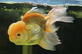 金魚(yú),水族館,水下