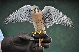 鳥,動物園,野生動物