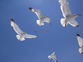 旅游turist,航程,度假