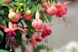 鮮花,性質(zhì),豐富多彩