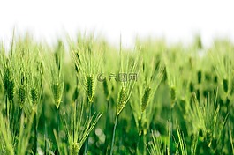 自然,植物,綠色