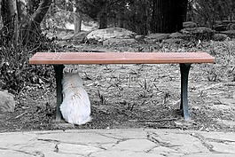 貓,單色,校園