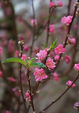 桃花,春天,培訓(xùn)越南