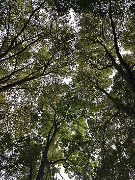 樹(shù),天空,自然