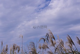 蘆葦,天空,云