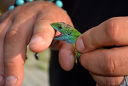 蜥蜴,爬行動物,綠色
