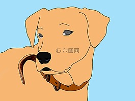 狗,金毛獵犬,寵物