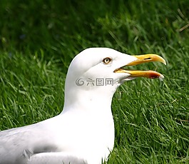 海鷗,鳥,條例草案