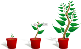 幼樹,植物,成長