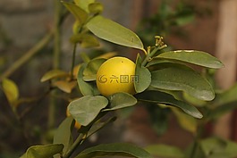 柠檬,柑橘,柠檬厂