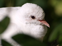 鴿子,白鴿,白