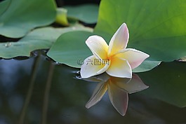 花,雞蛋花,詳細(xì)信息