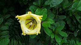黃色,熱帶,花