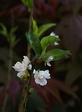 桃花白,春天的花朵,越南