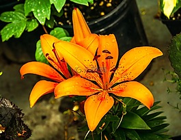 百合,黃色,開花