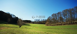 景觀,森林,林間空地