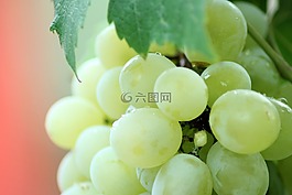 臟,特寫,食品