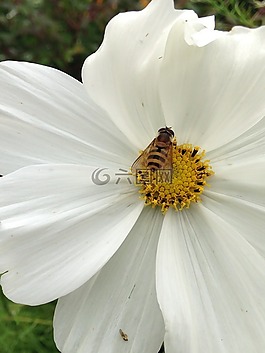 大黃蜂,花,花園